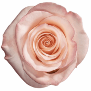 ROSE RHOSLYN / CIELO - 40 CM